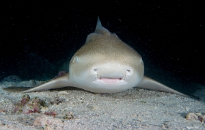 Maldives 2021 - Requin leopard - Leopard shark - Stegostoma fasciatum - DSC00778_rc